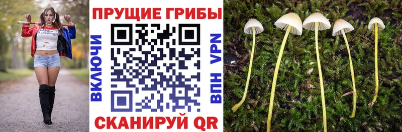 хочу   Чапаевск  Псилоцибиновые грибы Magic Shrooms 