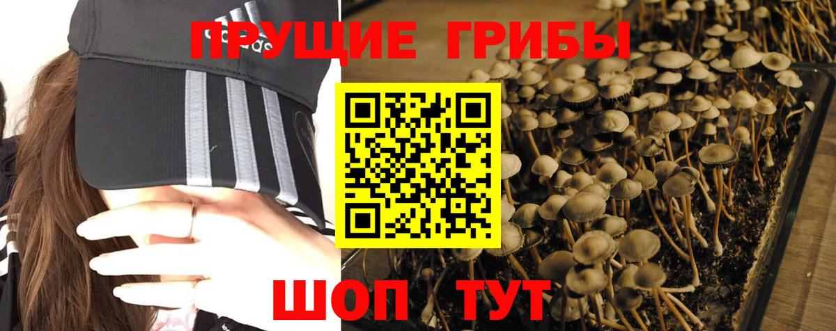 Псилоцибиновые грибы Cubensis Чапаевск